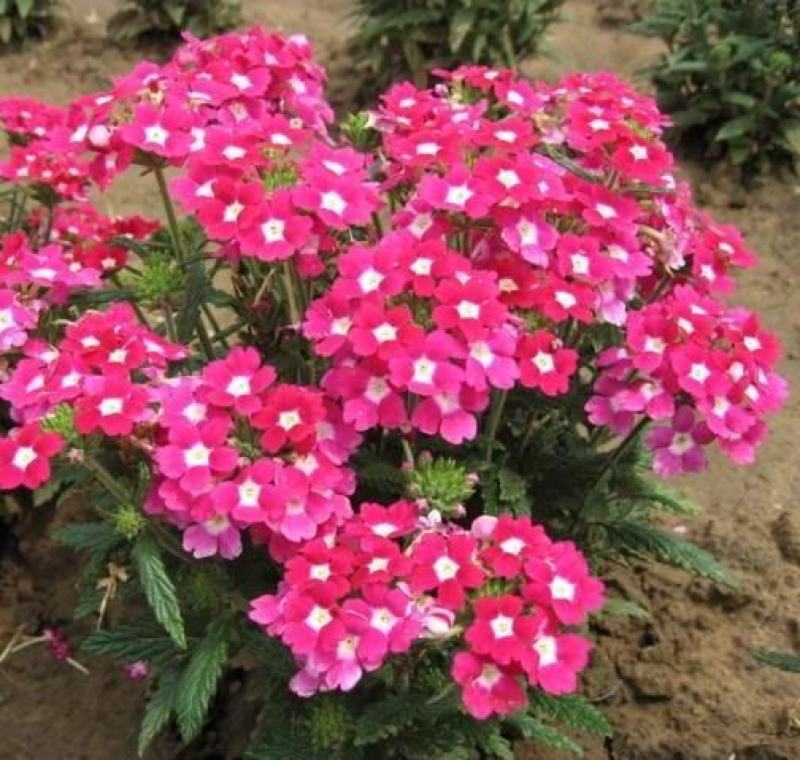 香雪球花种子籽室外庭院多年生耐寒花卉花籽地被花海室内阳台