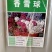 香雪球花种子籽室外庭院多年生耐寒花卉花籽地被花海室内阳台