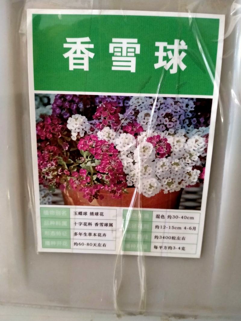 香雪球花种子籽室外庭院多年生耐寒花卉花籽地被花海室内阳台