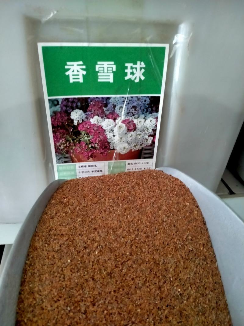 香雪球花种子籽室外庭院多年生耐寒花卉花籽地被花海室内阳台