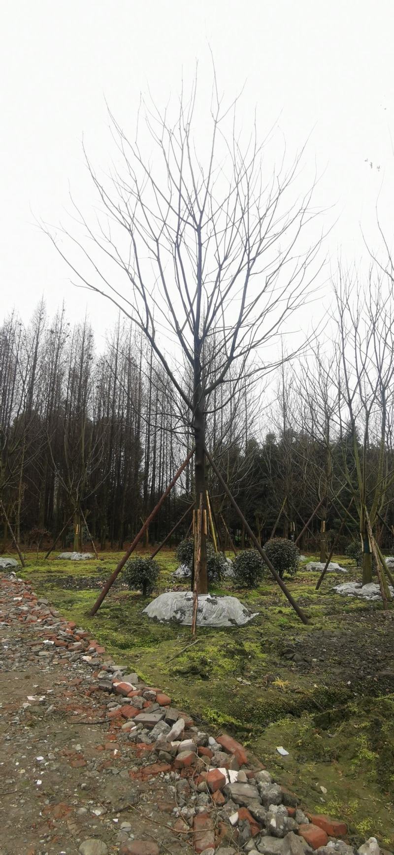 基地直销各规格精品熟货朴树