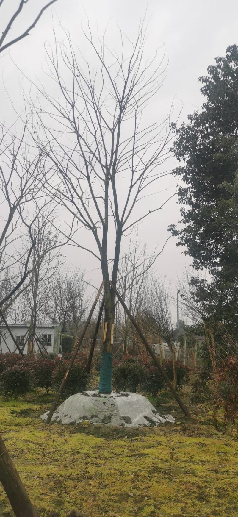 基地直销各规格精品熟货朴树