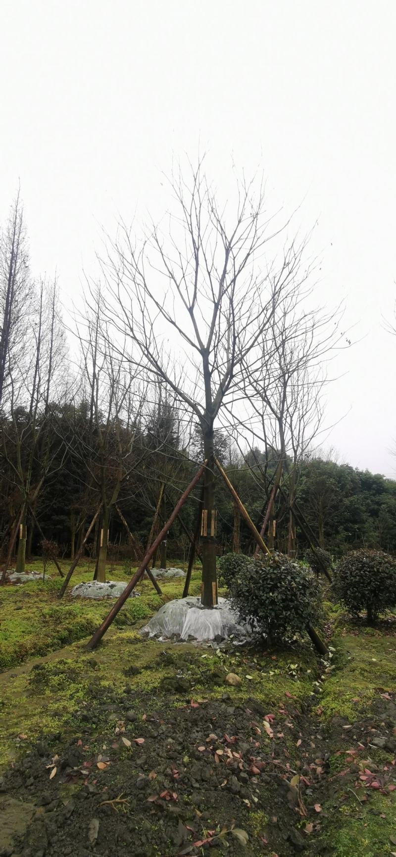 基地直销各规格精品熟货朴树
