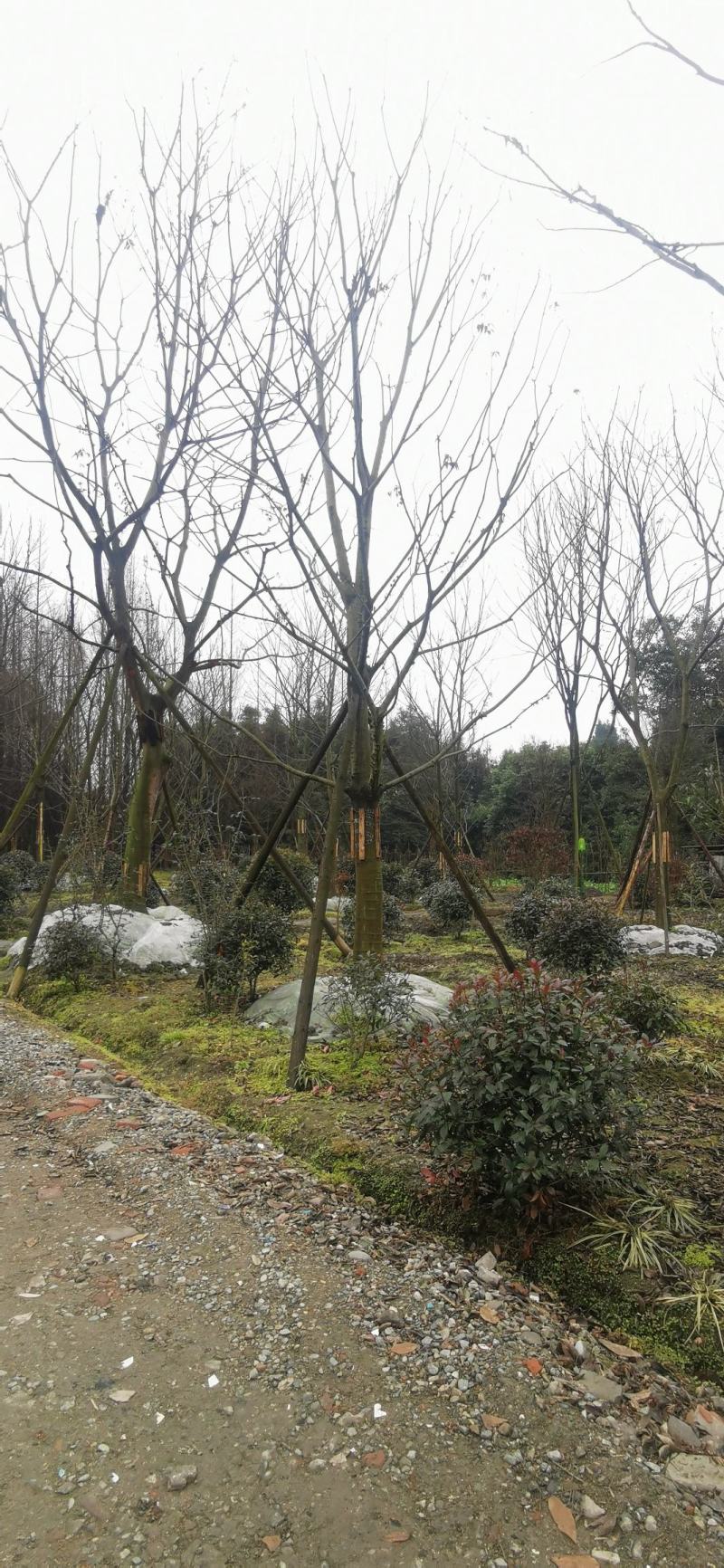 基地直销各规格精品熟货朴树