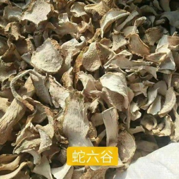 蛇六谷干货中药材干净无杂质量大从优