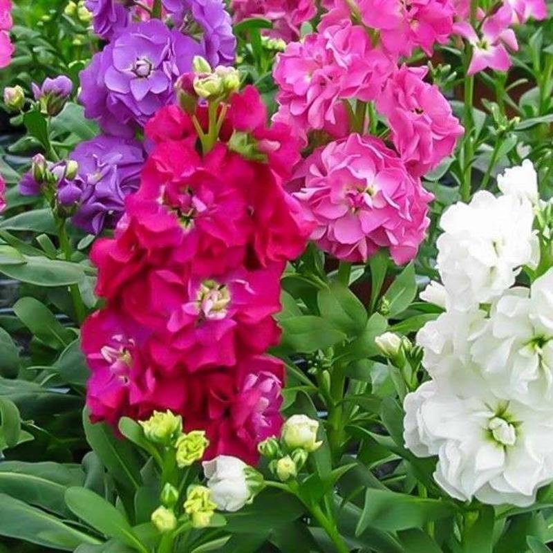 紫罗兰种子室内种植花种子四季种开花盆栽绿植观花紫色易播种