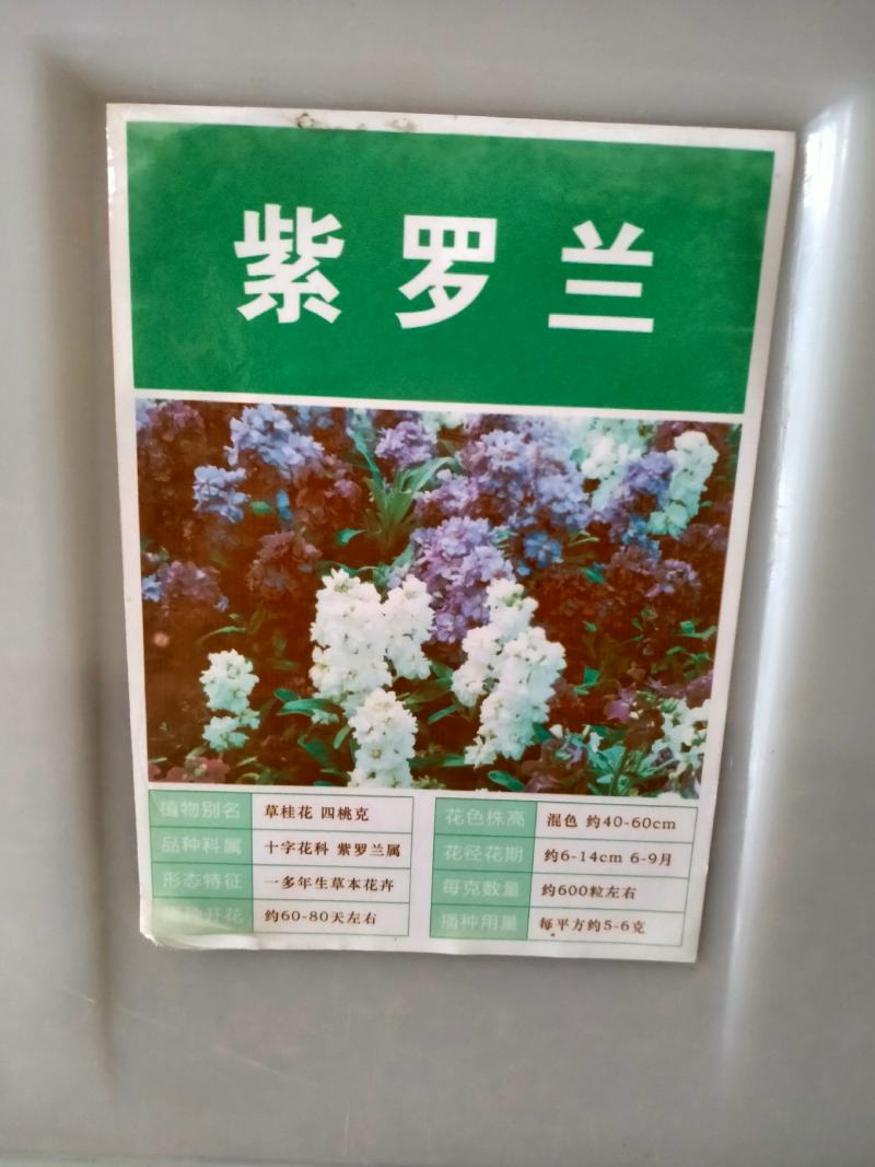 紫罗兰种子室内种植花种子四季种开花盆栽绿植观花紫色易播种