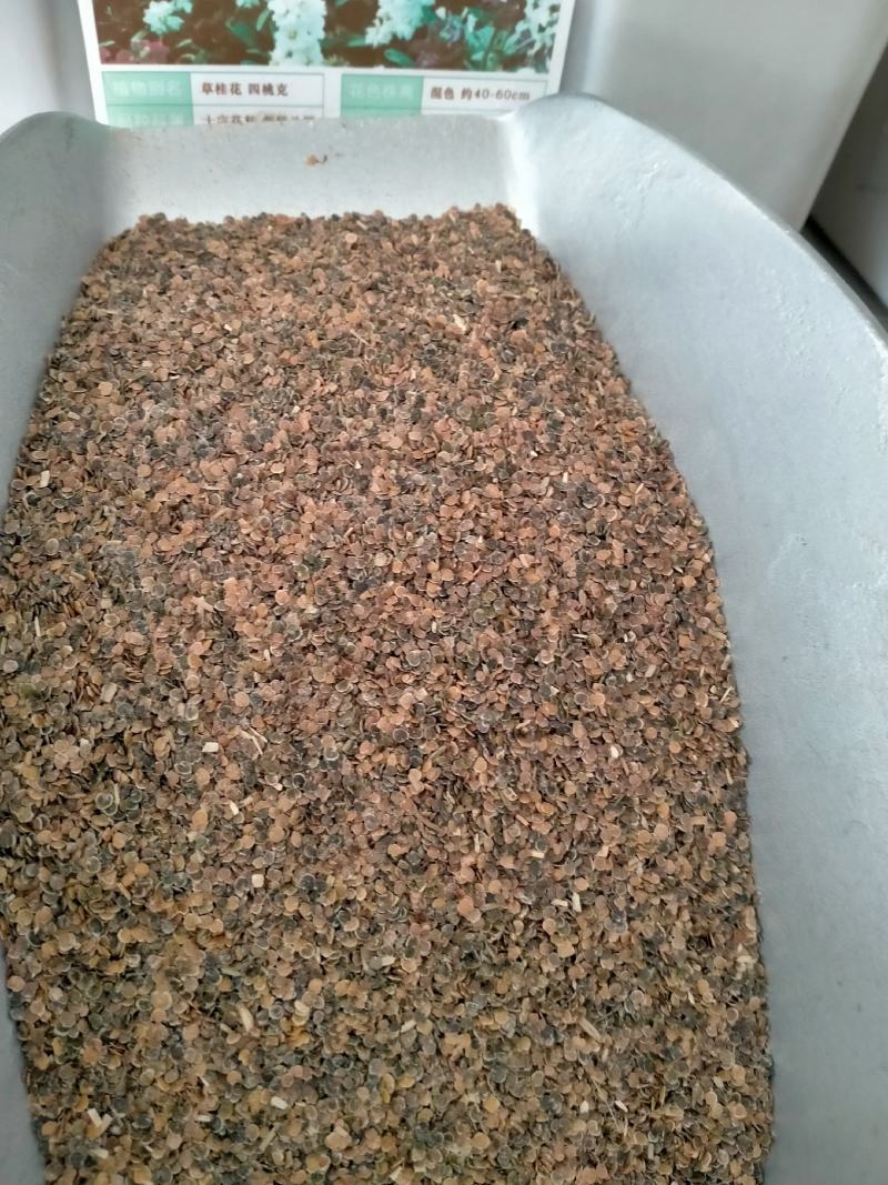紫罗兰种子室内种植花种子四季种开花盆栽绿植观花紫色易播种