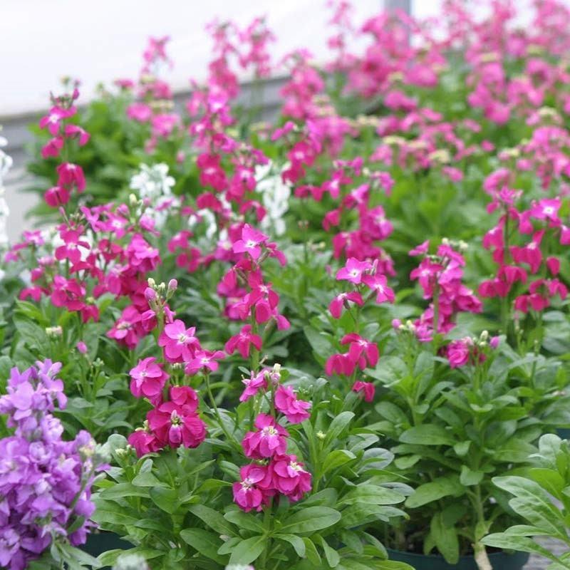 紫罗兰种子室内种植花种子四季种开花盆栽绿植观花紫色易播种