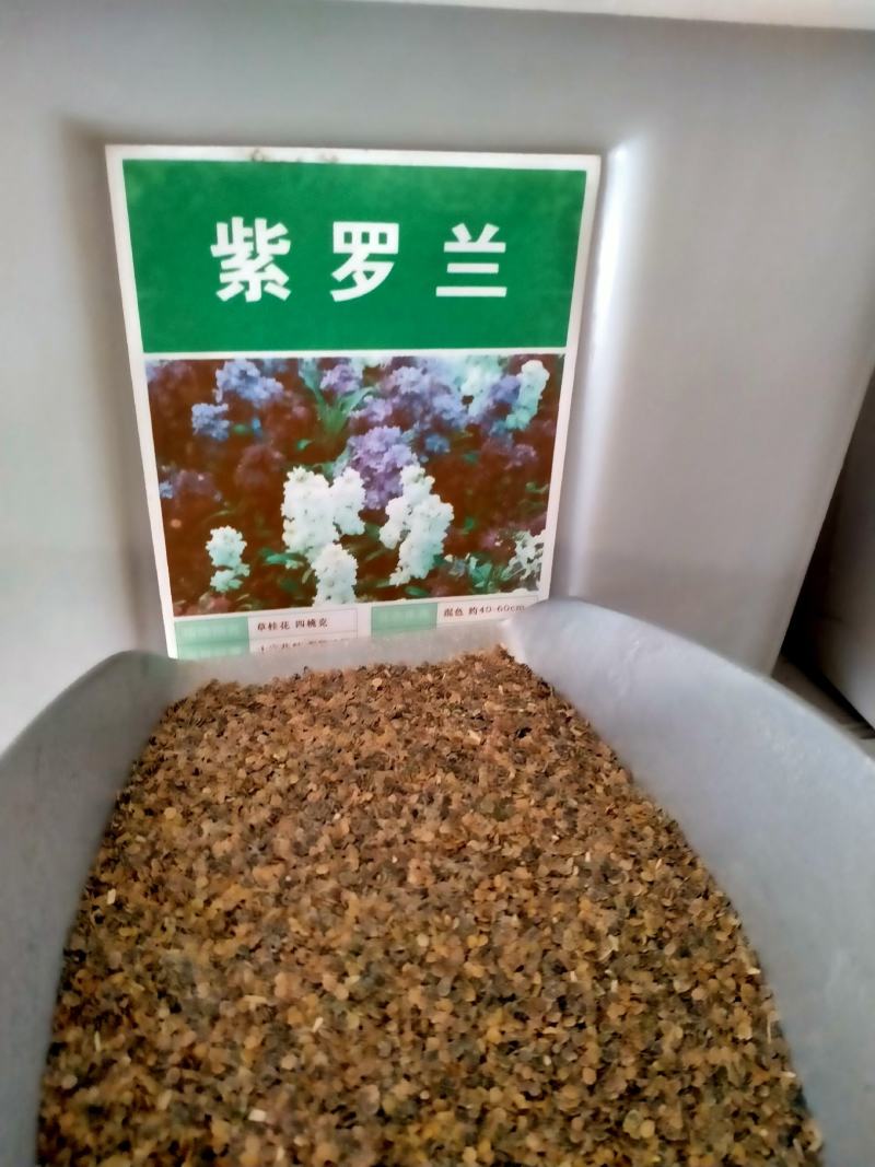 紫罗兰种子室内种植花种子四季种开花盆栽绿植观花紫色易播种
