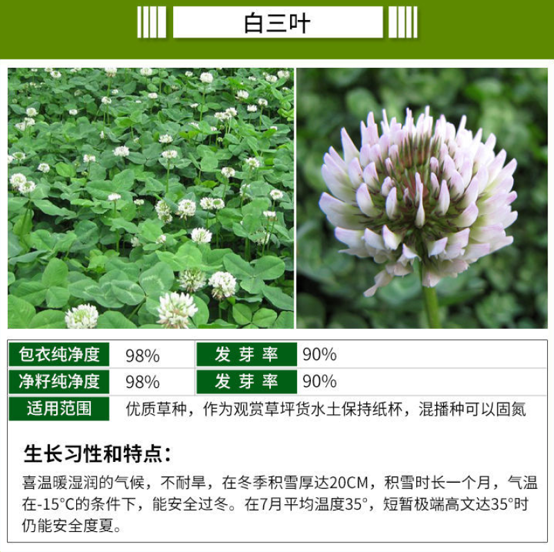 紫羊茅种子四季青草坪草籽进口优质种子多年生护坡绿化