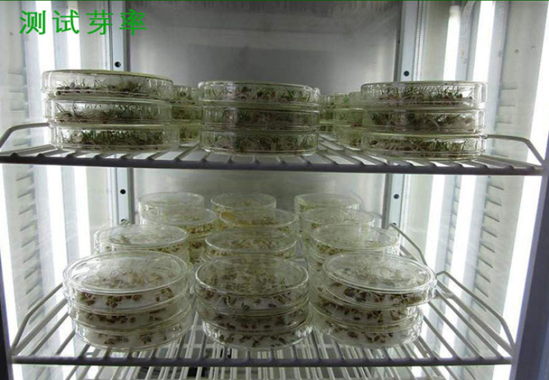 紫羊茅种子四季青草坪草籽进口优质种子多年生护坡绿化