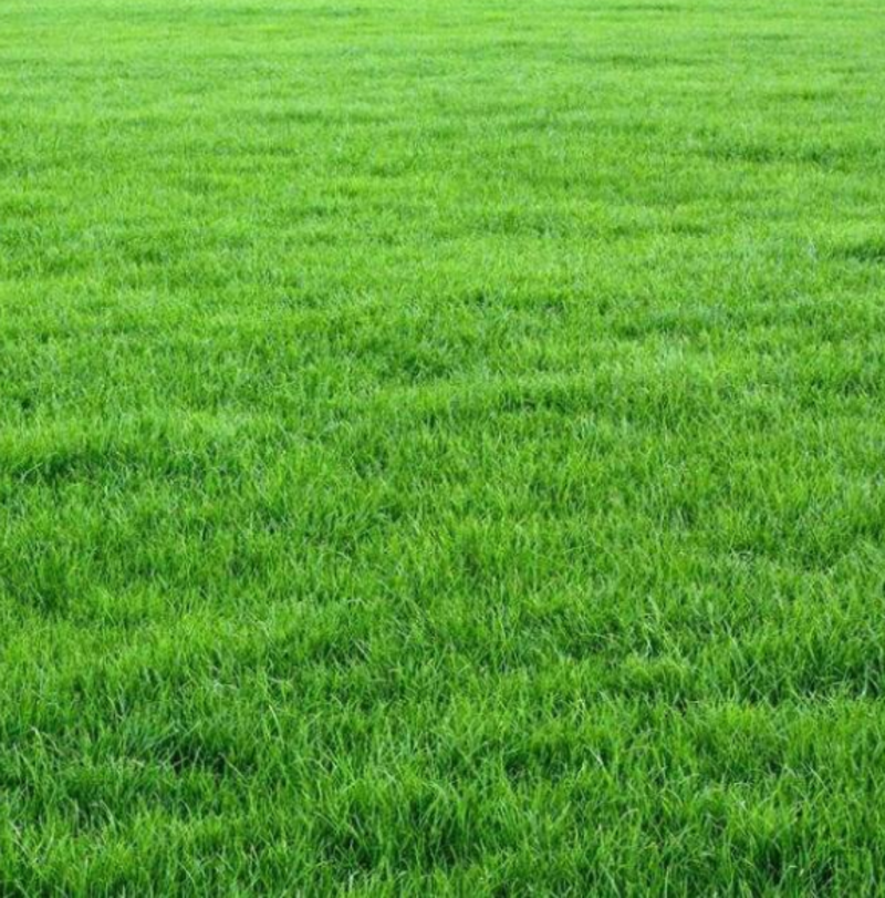 紫羊茅种子四季青草坪草籽进口优质种子多年生护坡绿化