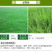 紫羊茅种子四季青草坪草籽进口优质种子多年生护坡绿化