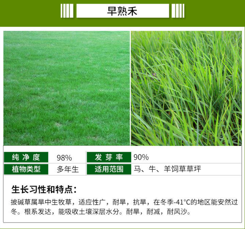 紫羊茅种子四季青草坪草籽进口优质种子多年生护坡绿化