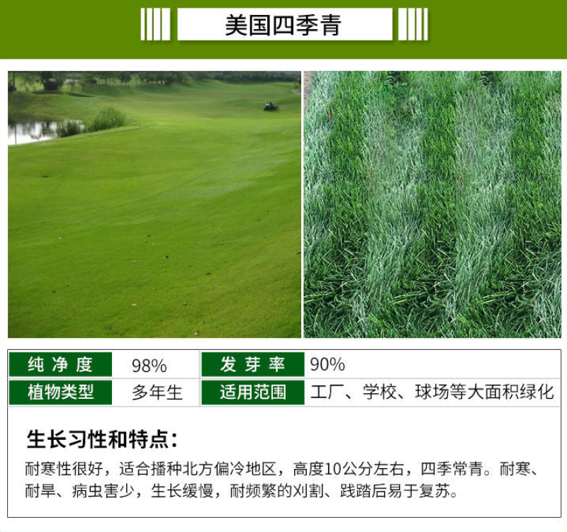 紫羊茅种子四季青草坪草籽进口优质种子多年生护坡绿化