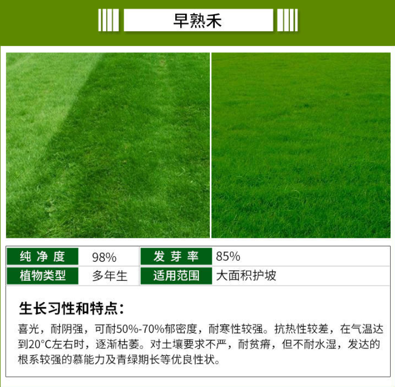 紫羊茅种子四季青草坪草籽进口优质种子多年生护坡绿化