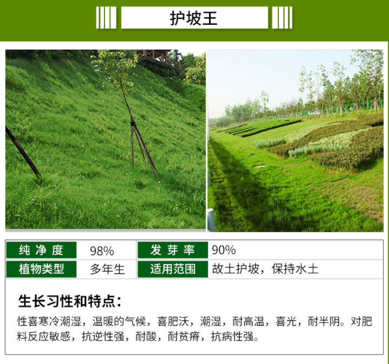 紫羊茅种子四季青草坪草籽进口优质种子多年生护坡绿化