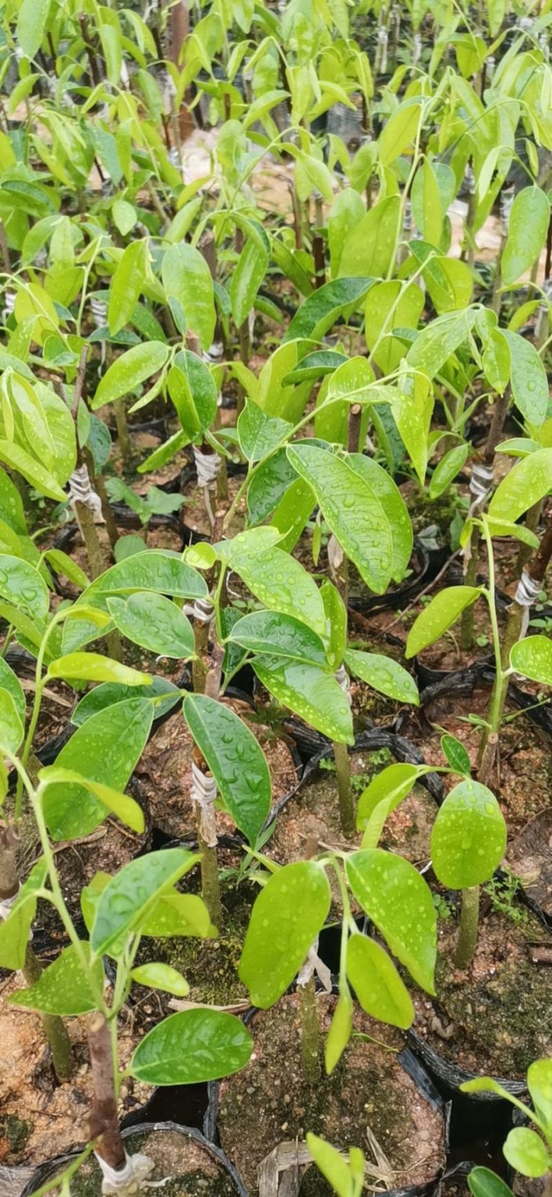 正宗高油质奇楠苗场地批发！木中贵族有需要的联系我