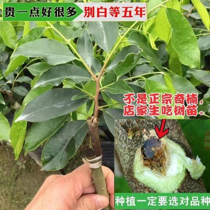 正宗高油质奇楠苗场地批发！木中贵族有需要的联系我