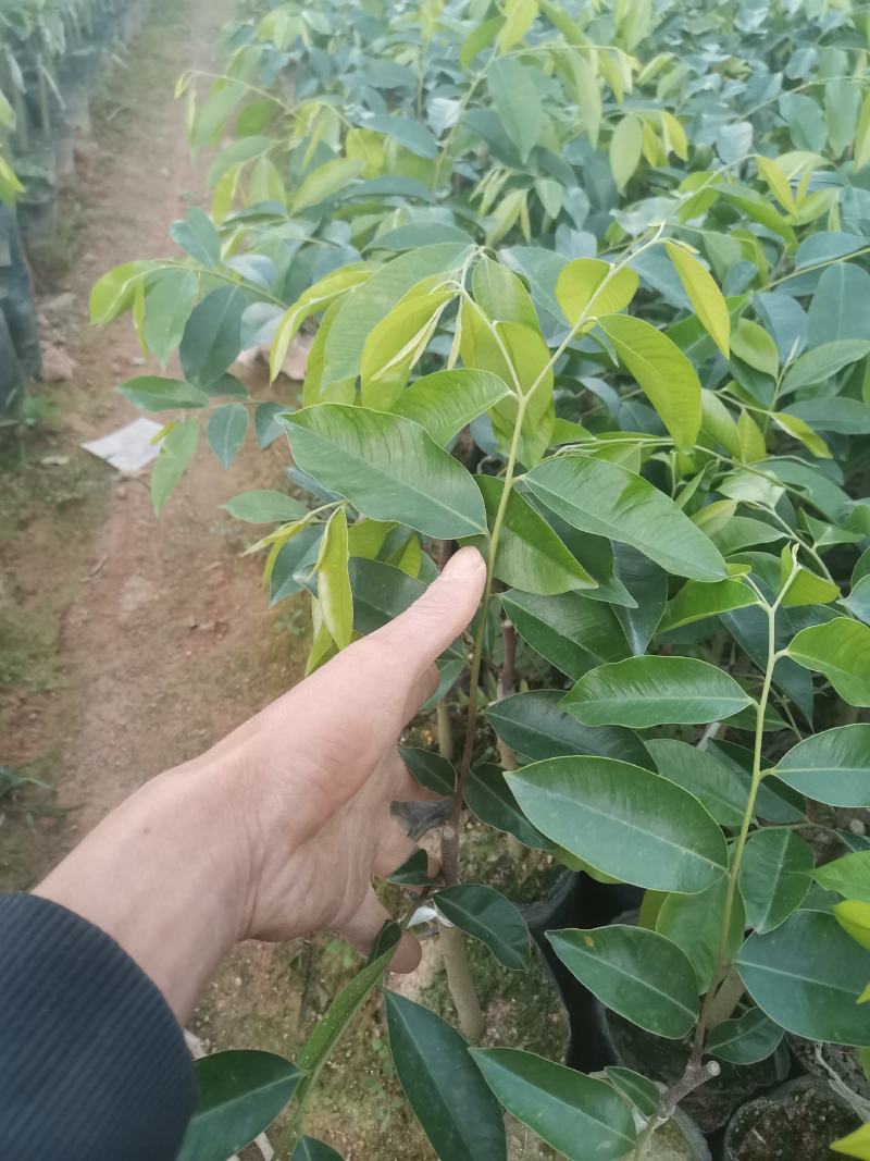 正宗高油质奇楠苗场地批发！木中贵族有需要的联系我