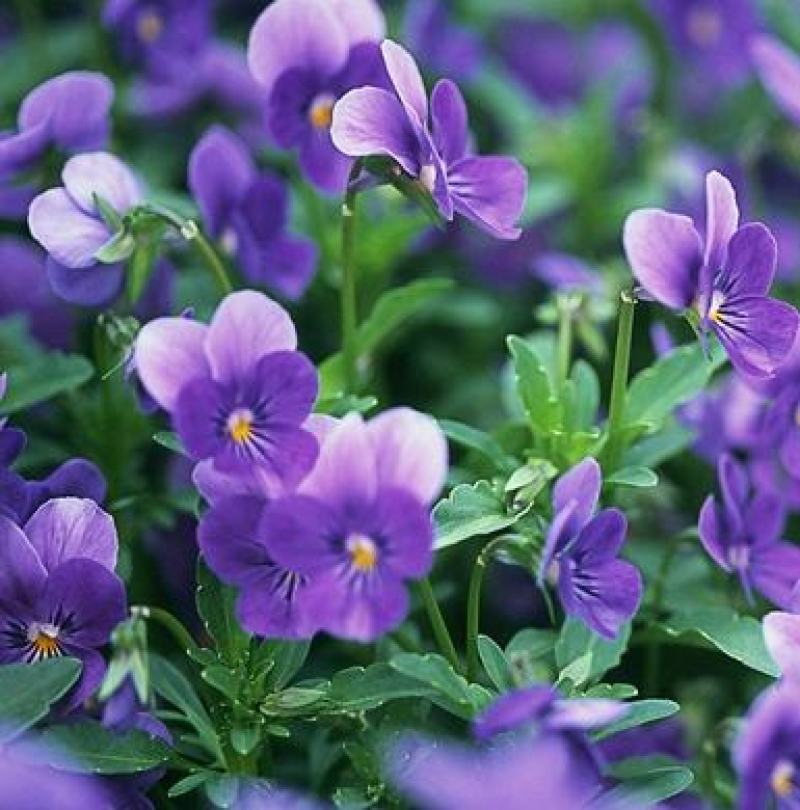 紫罗兰种子室内种植花种子四季种开花盆栽绿植观花紫色易播种