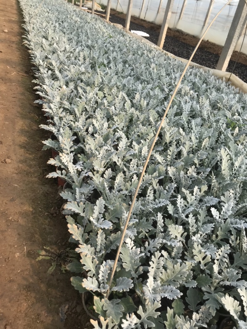 银叶菊，基地大量现货供应，银叶菊，欢迎新老客户前来订购