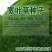 宽叶雀稗种子宽叶草绿化固土护坡草籽耐寒耐旱耐盐碱
