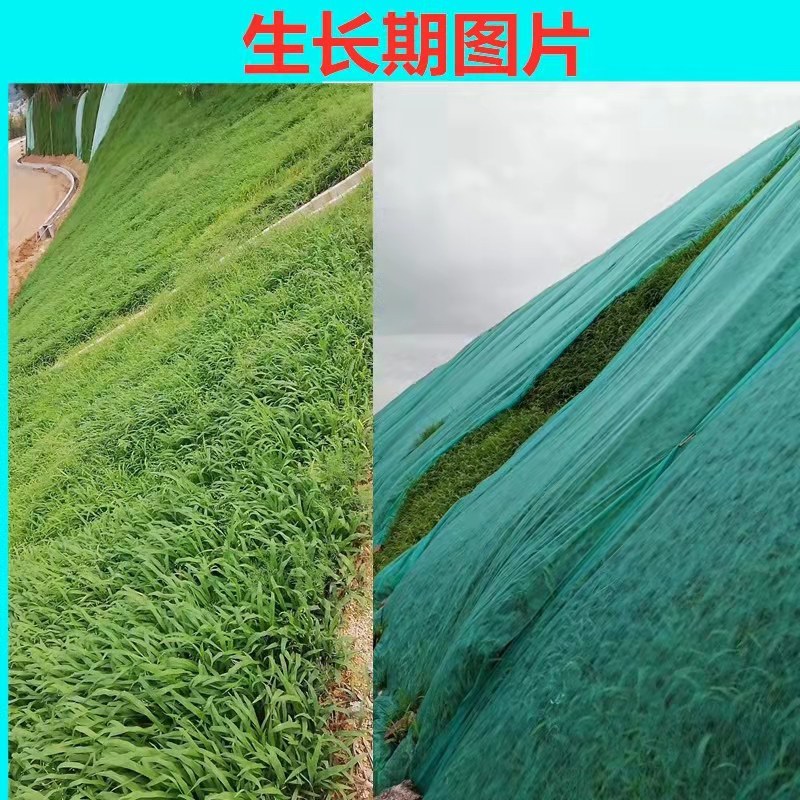 宽叶雀稗种子宽叶草绿化固土护坡草籽耐寒耐旱耐盐碱