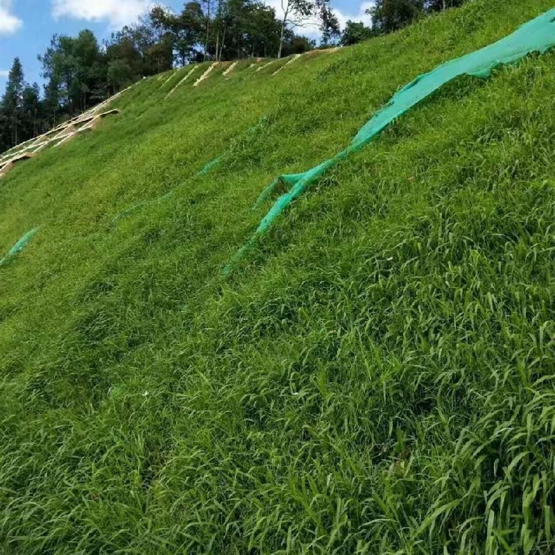 宽叶雀稗种子宽叶草绿化固土护坡草籽耐寒耐旱耐盐碱