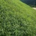 宽叶雀稗种子宽叶草绿化固土护坡草籽耐寒耐旱耐盐碱