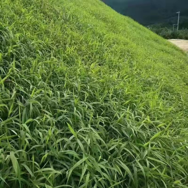宽叶雀稗种子宽叶草绿化固土护坡草籽耐寒耐旱耐盐碱