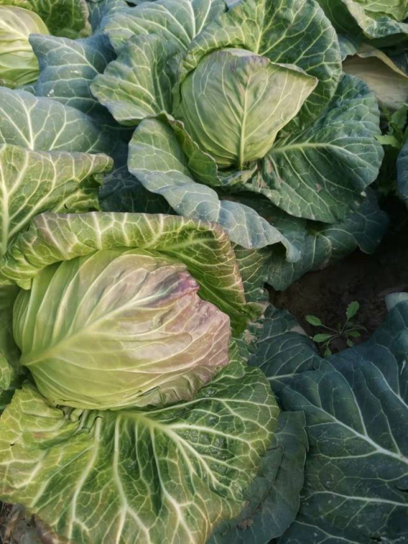 包菜，清秀甘蓝、斯特丹大量上市，。