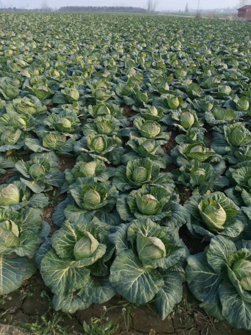 包菜，清秀甘蓝、斯特丹大量上市，。