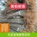 供应黄柏苗
