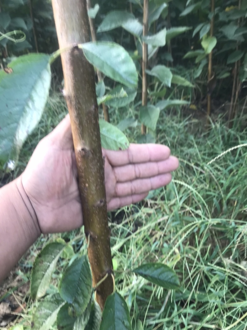 卖山楂树！保证质量！成活率高！诚信经营！