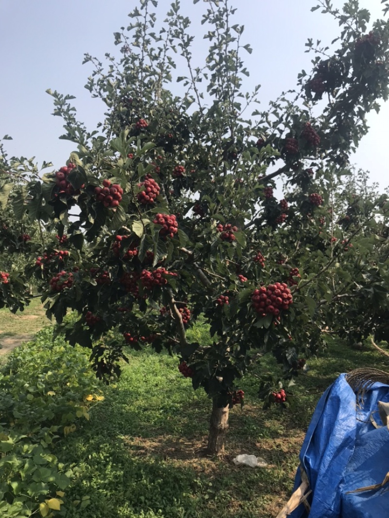 卖山楂树！保证质量！成活率高！诚信经营！