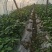 大量螺丝椒鲜辣椒大棚基地直供露天基地大量上市