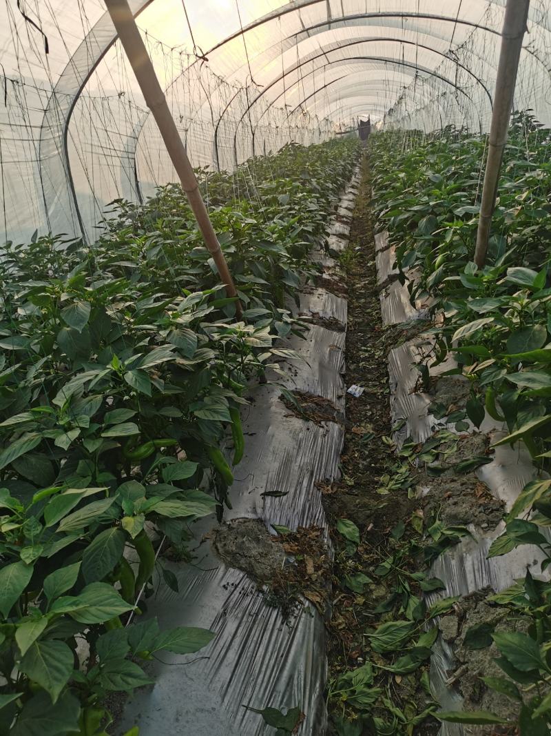 大量螺丝椒鲜辣椒大棚基地直供露天基地大量上市