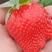 广西桂林，法兰地脱毒草莓苗，打冷发货成活率高产量好。