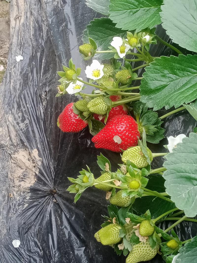 广西桂林，法兰地脱毒草莓苗，打冷发货成活率高产量好。