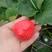 草莓苗，广西桂林法兰地草莓苗，一手货源产地直批甜查理苗