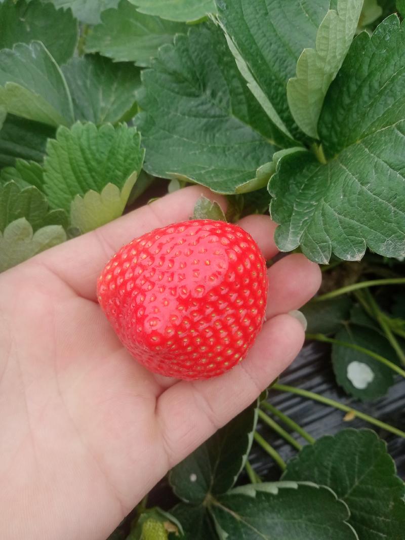 草莓苗，广西桂林法兰地草莓苗，一手货源产地直批甜查理苗