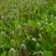 红叶莴笋苗，紫香玉根系发达成活率高抗病高产