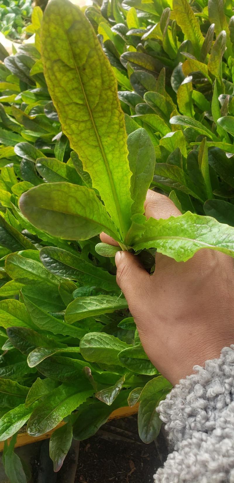 红叶莴笋苗，紫香玉根系发达成活率高抗病高产