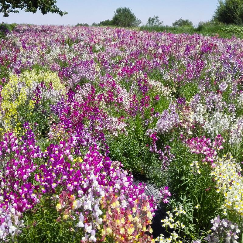 柳穿鱼种子易活春秋盆栽园林绿化花卉花种庭院四季景观花种子
