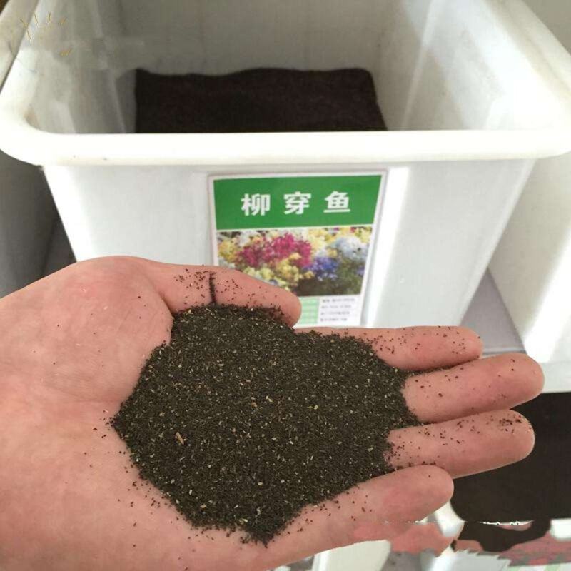 柳穿鱼种子易活春秋盆栽园林绿化花卉花种庭院四季景观花种子
