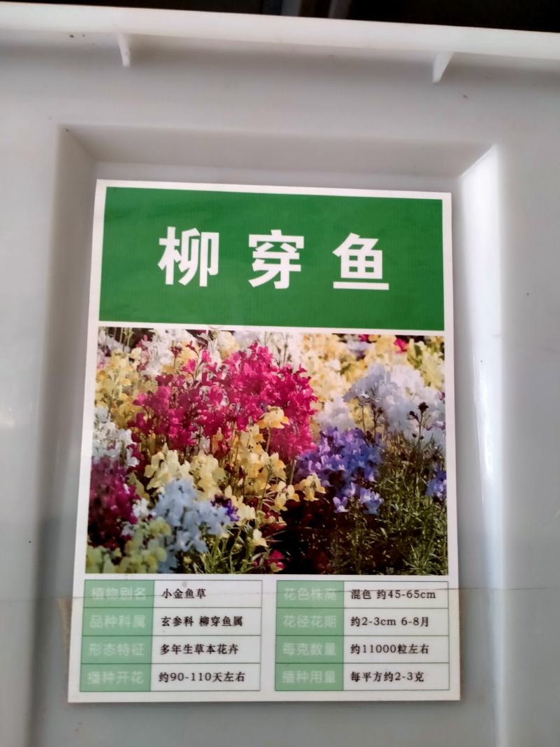 柳穿鱼种子易活春秋盆栽园林绿化花卉花种庭院四季景观花种子