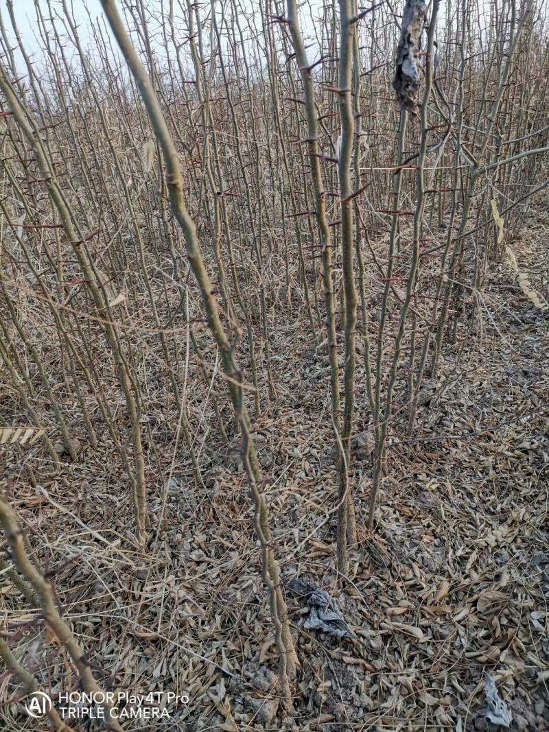 大量供应1-2年生，皂角小苗，大刺皂角苗！