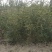 大量供应1-2年生，皂角小苗，大刺皂角苗！